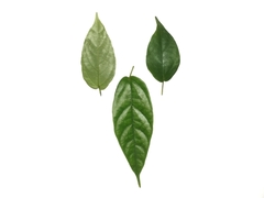 Ficus laevis