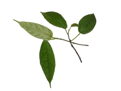 Ficus laevis