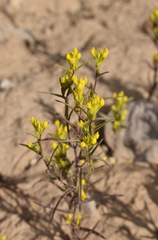 Orthocarpus luteus