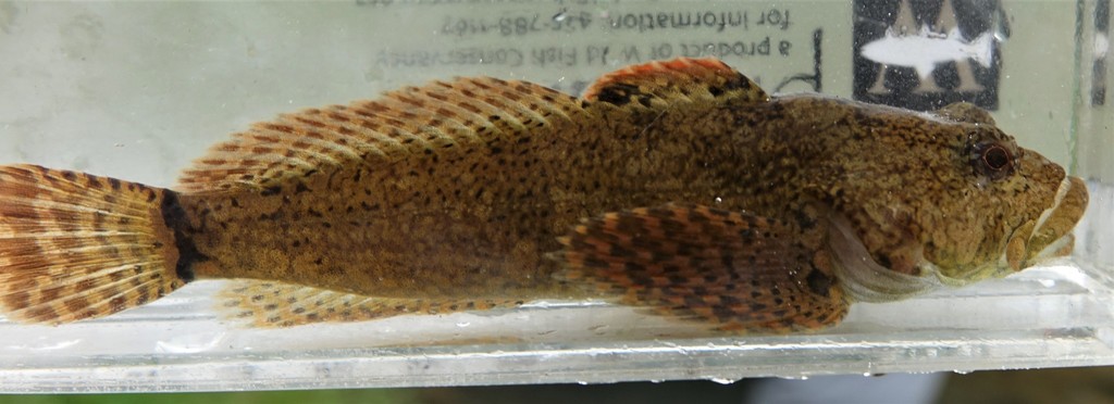 Ozark Sculpin