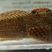 Ozark Sculpin - Photo (c) Dominick Porcelli, some rights reserved (CC BY-NC), uploaded by Dominick Porcelli