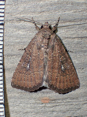 Condica charada
