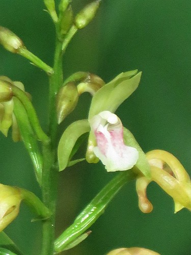 Fotos de Orquídea Monja Africana (Oeceoclades maculata) · iNaturalist Panamá