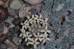 Junellia morenonis