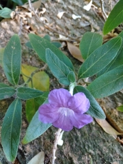 Ruellia squarrosa