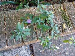 Ruellia squarrosa