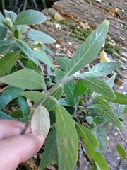 Ruellia squarrosa