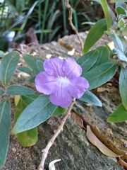 Ruellia squarrosa