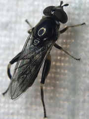 Chalcosyrphus metallicus