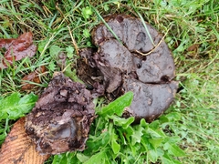 Calvatia fragilis