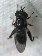 Chalcosyrphus metallicus