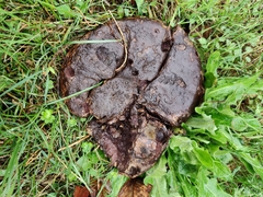Calvatia fragilis