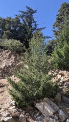 Pseudotsuga macrocarpa