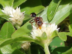 Nomada australensis