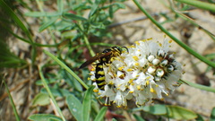 Philanthus crabroniformis