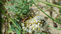 Philanthus crabroniformis