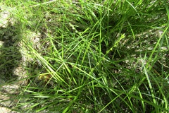 Carex divulsa divulsa