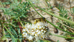 Philanthus crabroniformis