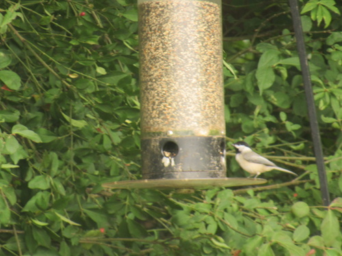 Carolina Chickadee photographed in Pennsylvania