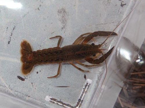 Procambarus apalachicolae image