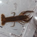 Procambarus apalachicolae - Photo (c) Daniel Folds, algunos derechos reservados (CC BY-NC), uploaded by Daniel Folds