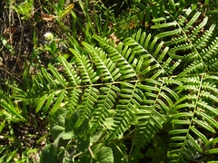 Pteridium caudatum