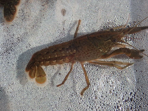 Cambaridae image