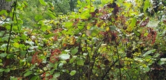 Viburnum dilatatum