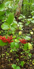 Viburnum dilatatum