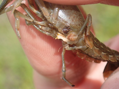 Procambarus image