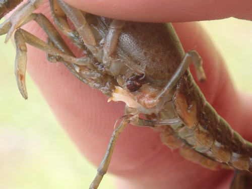 Procambarus image
