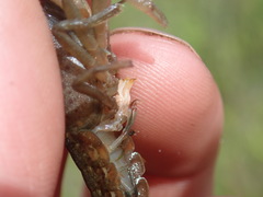 Procambarus apalachicolae image