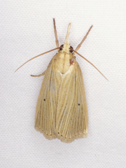 Calamotropha delatalis