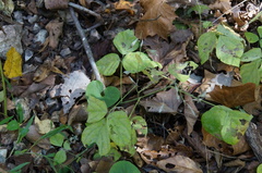 Hylodesmum pauciflorum