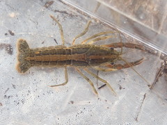 Procambarus apalachicolae