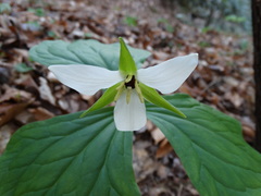 Trillium