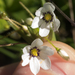 Sisyrinchium sellowianum - Photo Sem direitos reservados, enviado por Fernando Sessegolo