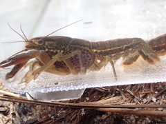 Procambarus apalachicolae