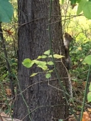 Sciurus carolinensis