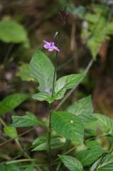 Pseuderanthemum cuspidatum