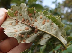 Neuroterus floccosus