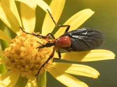 Dilophus pectoralis