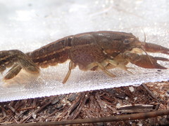Procambarus apalachicolae