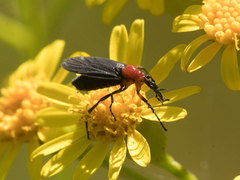 Dilophus pectoralis