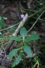 Pseuderanthemum cuspidatum