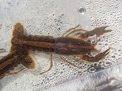 Procambarus apalachicolae