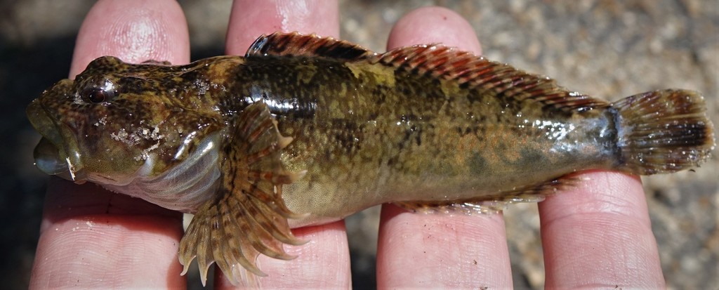 Knobfin Sculpin