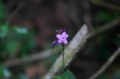 Pseuderanthemum cuspidatum