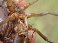 Procambarus leonensis