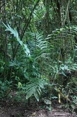 Chamaedorea tepejilote